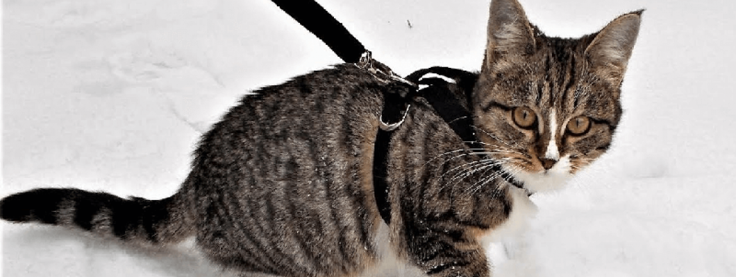 Dzīvnieku drošības padomi