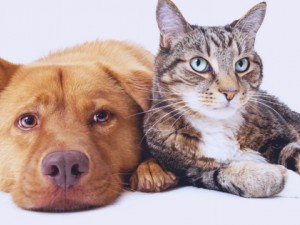 Mitrā barība Happy Dog un Happy Cat – tās ir saudzīgas rūpes par Jūsu četrkājainiem draugiem