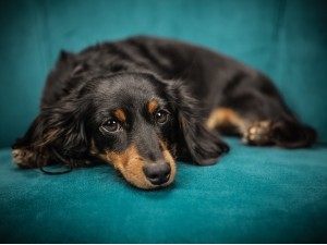 Happy Dog Baltic sausā barība kastrētiem dzīvniekiem ar alerģiju - mājdzīvnieka veselība!