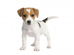 Kāpēc kucēniem neder pieaugušo suņu barība