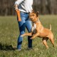 Toy for dogs - Sprenger pulling training accessory / leather