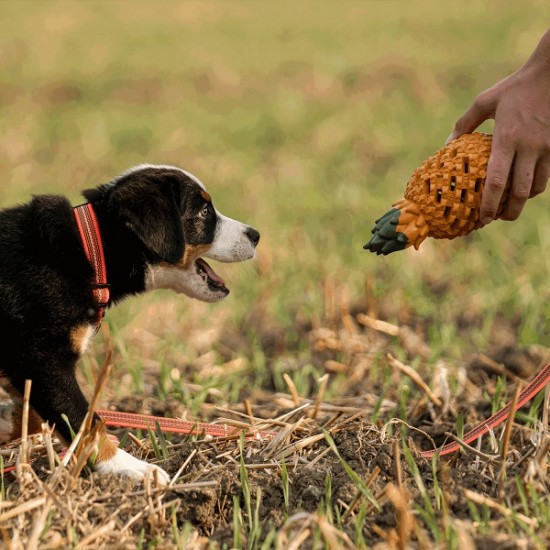 Toy for dogs - Sprenger Fruit Challenge - Pineapple / L